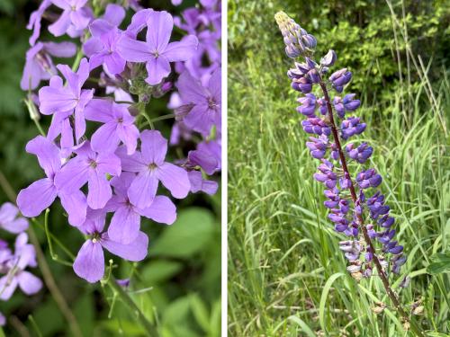 Dames Rocket and Lupine in June at Deer Hill WMA near Brentwood in southeast NH