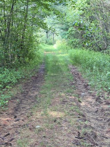 trail in June at Deer Hill WMA near Brentwood in southeast NH