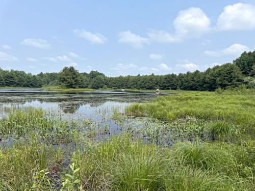 pond in June at Deer Hill WMA near Brentwood in southeast NH
