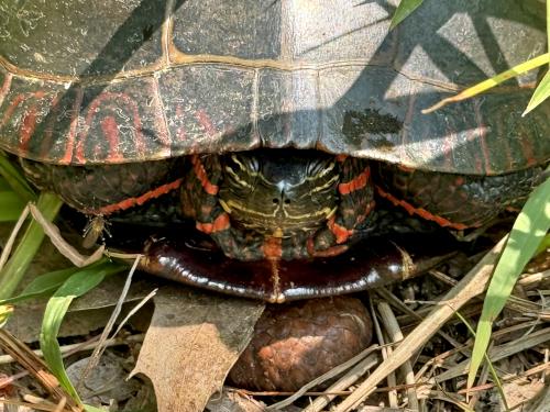 Painted Turtle in June at Deer Hill WMA near Brentwood in southeast NH