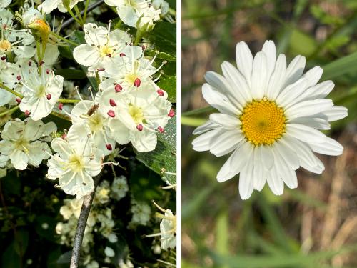 Cockspur Hawthorn and Oxeye Daisy in June at Deer Hill WMA near Brentwood in southeast NH