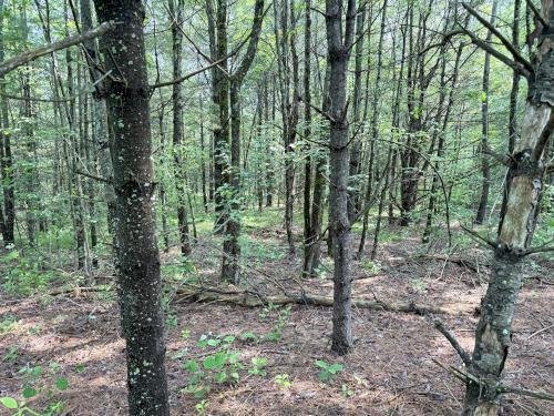 woods in June at Deer Hill WMA near Brentwood in southeast NH