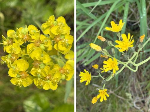 Spurge and King-Devil in June at Deer Hill WMA near Brentwood in southeast NH
