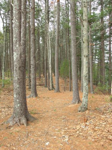 trail at Delaney Wildlife Management Area near Stow in northeastern Massachusetts