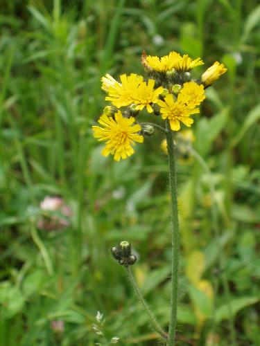 Yellow Hawkweed flower