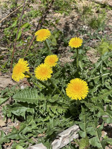 dandelion in May at Doublehead Mountain in New Hampshire