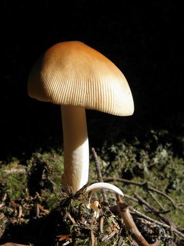 Tawny Grisette (Amanita fulva)