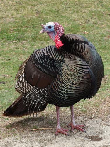 male turkey in April at Drumlin Farm Wildlife Sanctuary in eastern Massachusetts