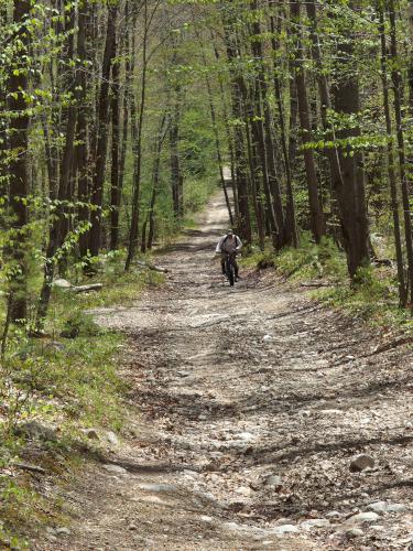 mountain biker in May at Dubes Pond Trail near Hooksett in southern New Hampshire