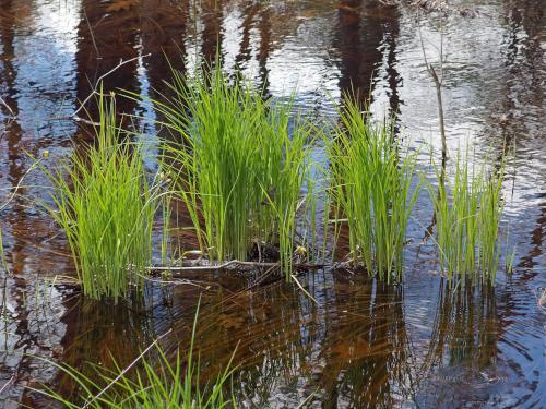 grass in May at Maple Falls Brook beside Dubes Pond Trail near Hooksett in southern New Hampshire