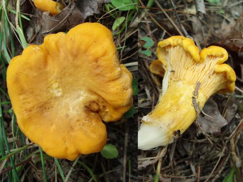 Common Chanterelle (Cantharellus cibarius)