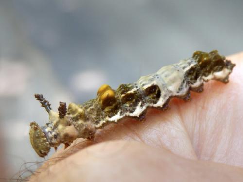 caterpillar of Viceroy butterfly (Limenitis archippus)