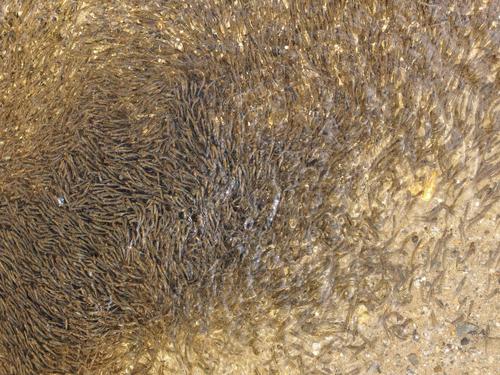 a huge school of baby fish -- probably Rainbow Smelt (Osmerus mordax) -- schooling in the 
near-shore shallow water of Dublin Lake in southern New Hampshire