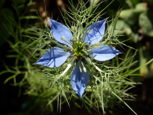 Love-in-a-Mist