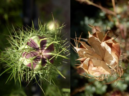 Love-in-a-Mist