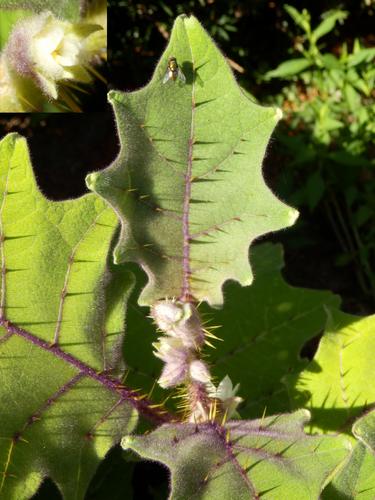 Bed-of-Nails Plant