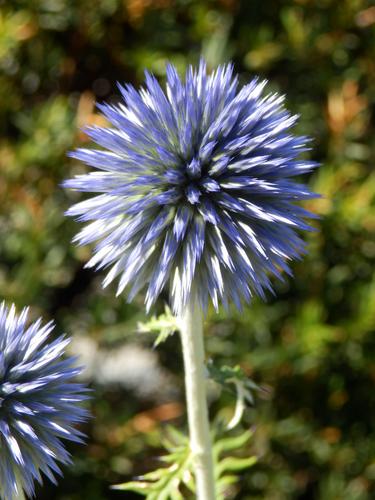 Globe Thistle