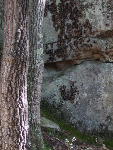 woods at Dumplington Hill in southern New Hampshire