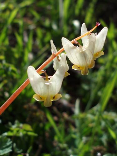 Dutchmans Breeches