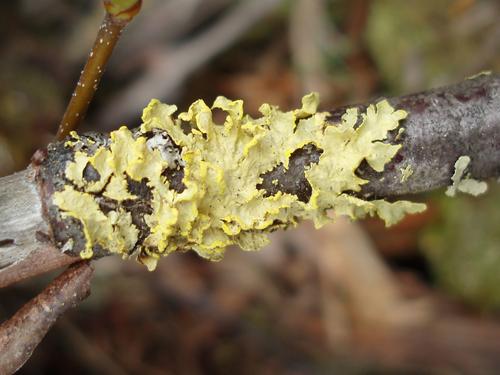 Powdered Sunshine Lichen (Vulpicida pinastri)