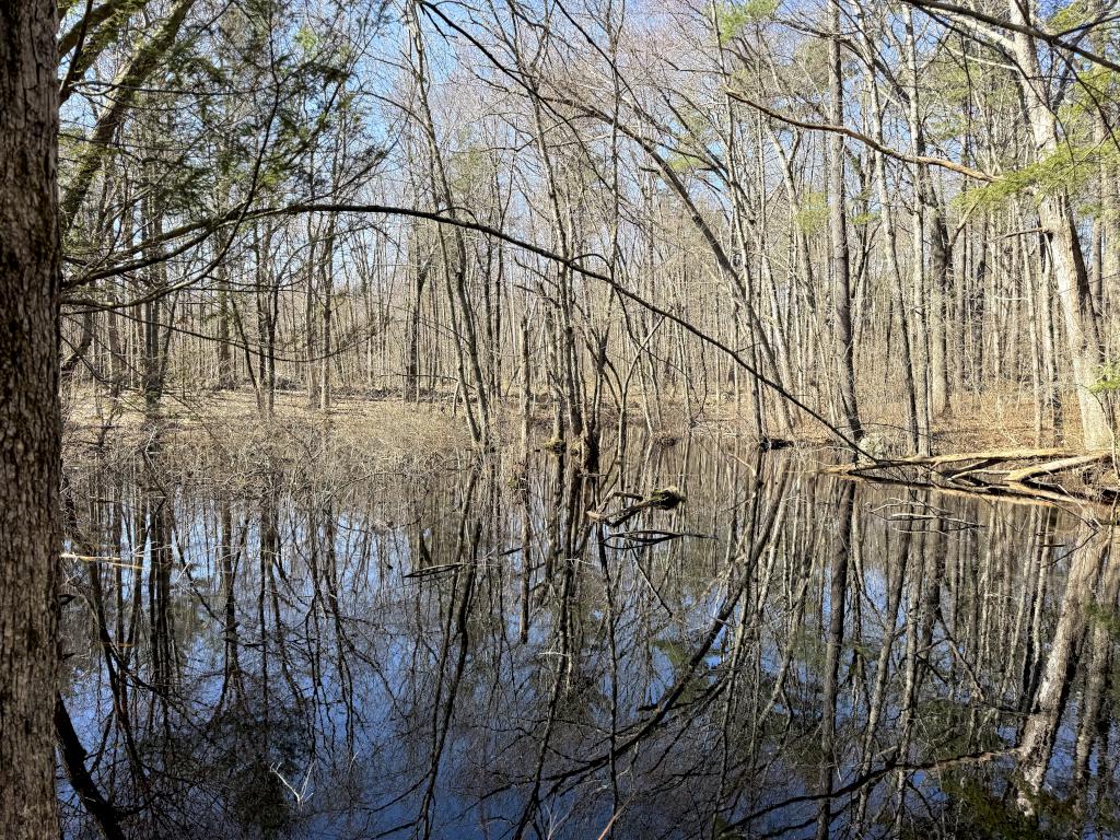 trailside pond in April at Duston Parcel and Heron Rookery in southeast NH