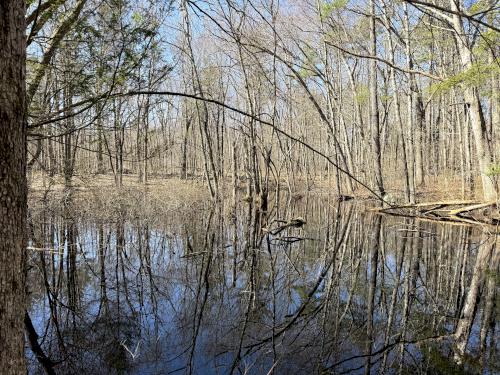 trailside pond in April at Duston Parcel and Heron Rookery in southeast NH