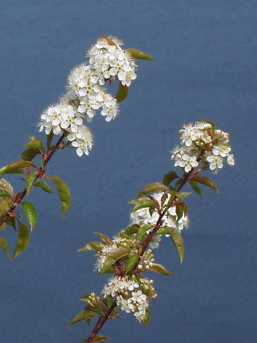 Downy Shadbush