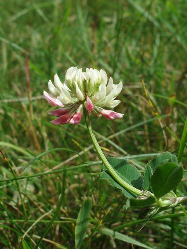White Clover
