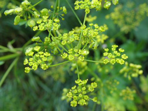 Wild Parsnip