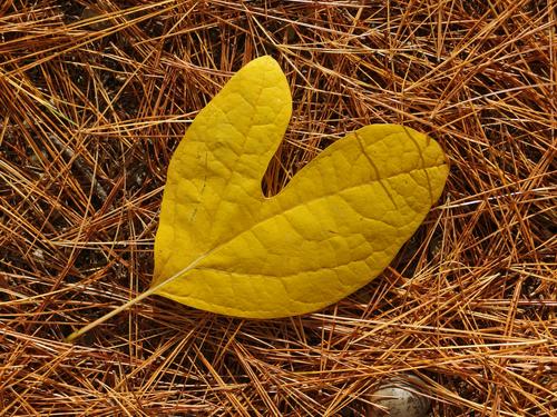 Sassafras (Sassafras albidum) leaf at Stony Brook Conservation Land in Westford, Massachusetts