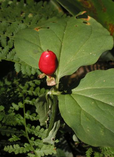 Painted Trillium fruit