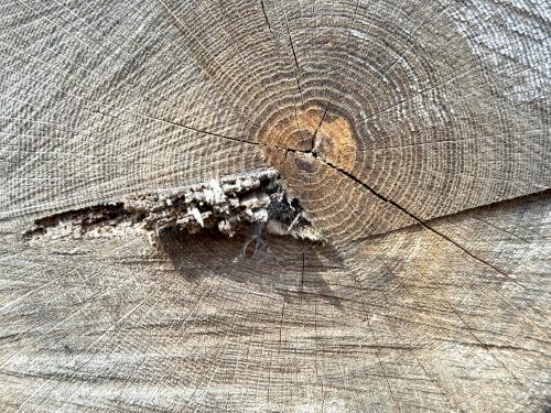 tree stump in April at East Road Trails in southeast NH