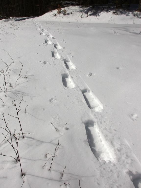 first-visitor snowshoe tracks in March at East Side Trails near the Harris Center in southern New Hampshire