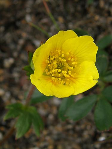 Mountain Avens