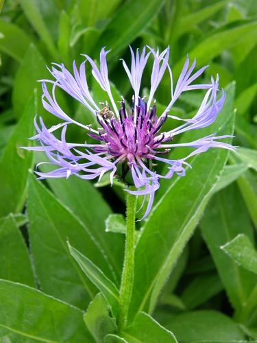 Mountain Cornflower