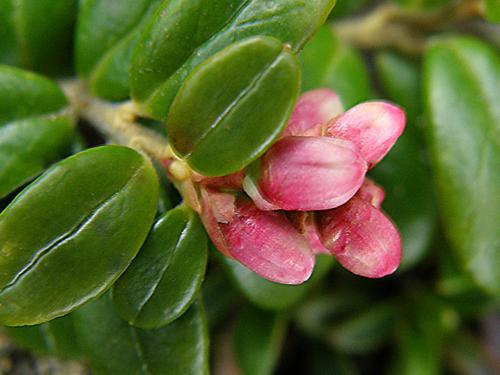 Mountain Cranberry