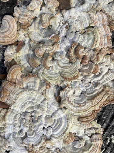 mushroom clump in November at Mount Eleanor in New Hampshire