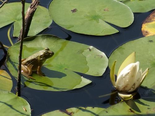 frog on Heywood's Meadow in August at Emerson's Cliff near Concord in eastern Massachusetts