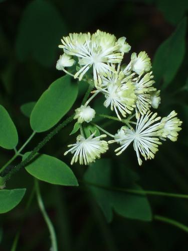 Tall Meadow Rue flower