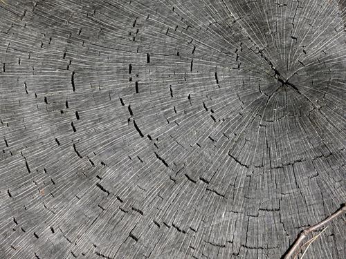 fine-patterned gray stump on Epsom Mountain in southern New Hampshire