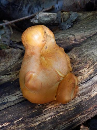 mushroom in the woods on the way to Mount Evans in New Hampshire