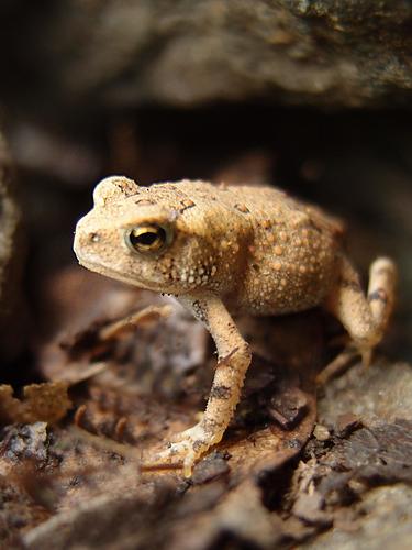 tiny frog - probably a young American Toad - on the trail to Mount Everett in Massachusetts