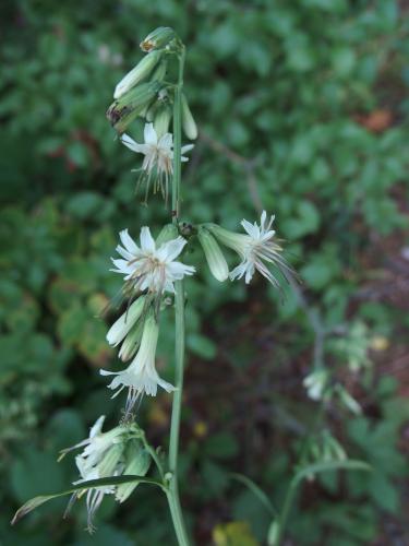 Gall-of-the-earth (Prenanthes trifoliolata) at Farandnear Reservation in September near Shirley in northeast Massachusetts