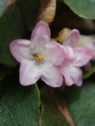 Trailing Arbutus (Epigaea repens)in May on the trail to Faraway Mountain in NH