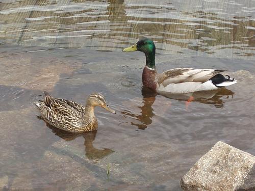 a pair of Mallards (Anas platyrhynchos) swim above a submerged deck on Shannon Pond near Faraway Mountain in New Hampshire