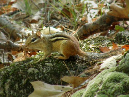 Eastern Chipmunk