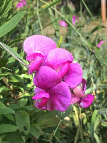 Everlasting Pea