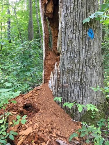 rotten tree stump beside the trail to Federal Hill in southern New Hampshire