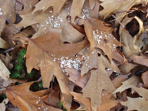 moss, leaves and snow on the trail to Mount Flagg in New Hampshire