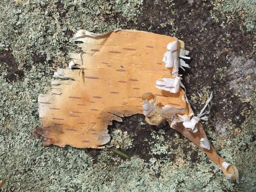 birch bark on lichen-covered stone at Flat Rock Wildlife Sanctuary at Fitchburg in Massachusetts